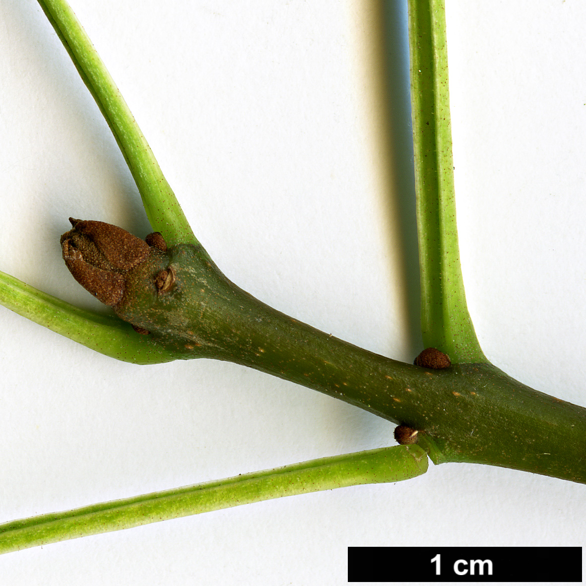 High resolution image: Family: Oleaceae - Genus: Fraxinus - Taxon: angustifolia - SpeciesSub: subsp. angustifolia